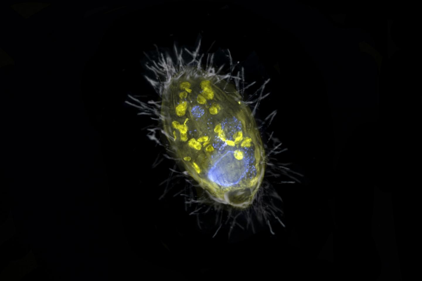 A strange bioluminescent primitive microbe