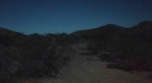 camera trap catches image of a jaguar in juniper forest in the mountains of new mexico