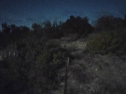 camera trap catches image of a jaguar in juniper forest in the mountains of new mexico. fence-post telephone poles