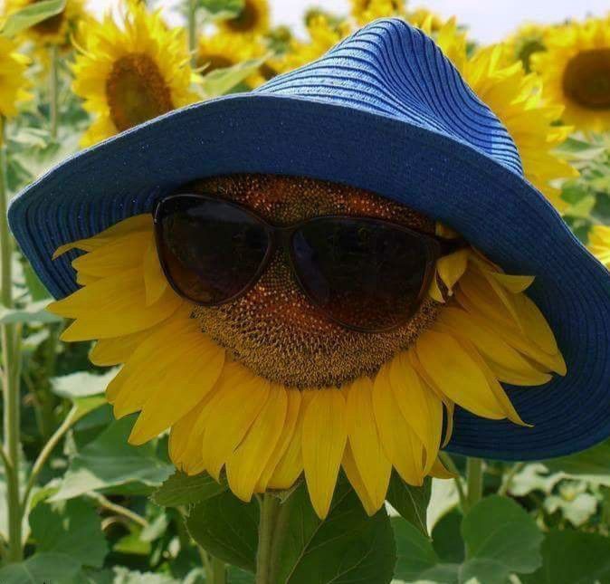               -S-U-N_-_K-I-S-S-E-D-