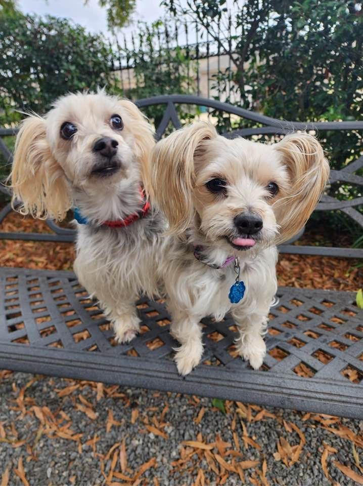 <lora:Fallways:1.0> <lora:Exquisite Flux:1.0> <lora:Smithsonian Spring:1.0> <lora:Ink Poet:1.0> 2 adorable standard yorkies pose together on...