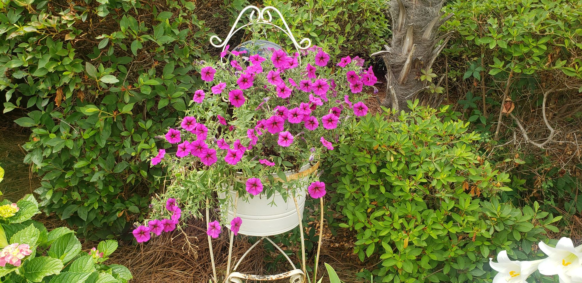 <lora:Glossy Ink  Wonder:1.0> <lora:Springtime Flux:1.0> <lora:Exquisite Flux:1.0> <lora:Ink Poet:1.0> Beautiful white planter of pink petun...