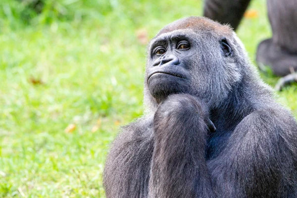 Cool looking gorilla wearing headphones listening to rock music.