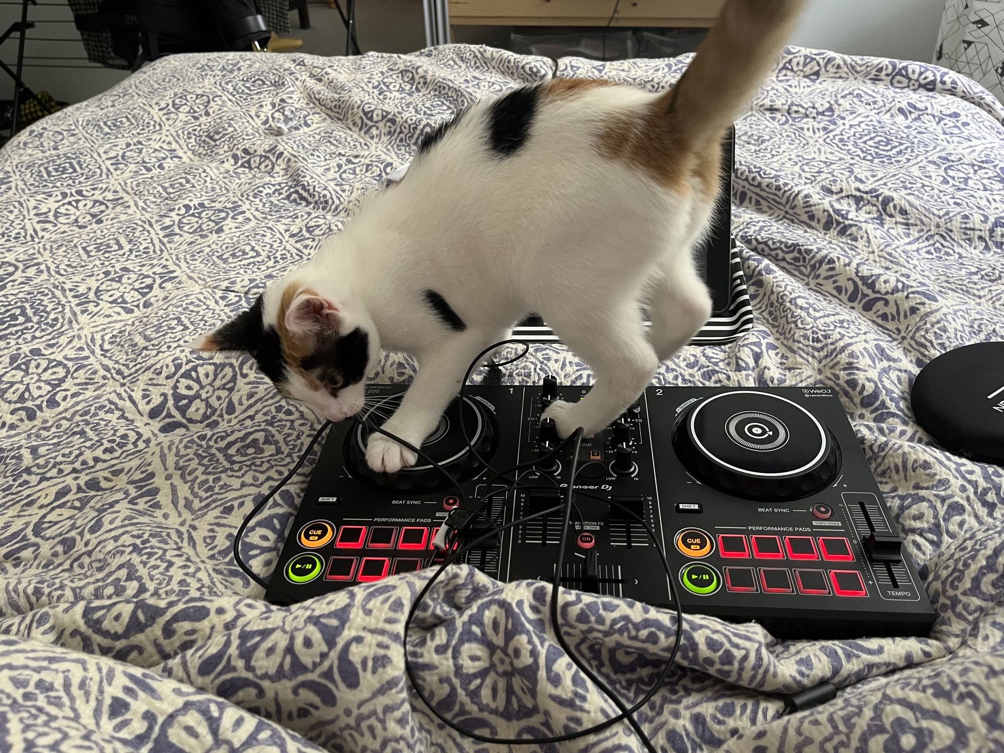 Beautiful short haired black and white calico cat DJ’ing on a psychedelic moon. With fire. With the Prodigy . Named DJ Pauchi.