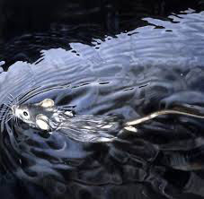 Anime. Medium shot. Mouse swimming frantically in hot tub, with nose poking out of water in hot tub with glowing edge of pool and dark night...