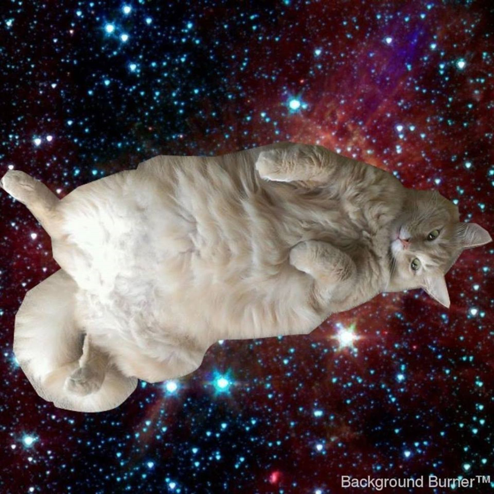 DingOleDangus