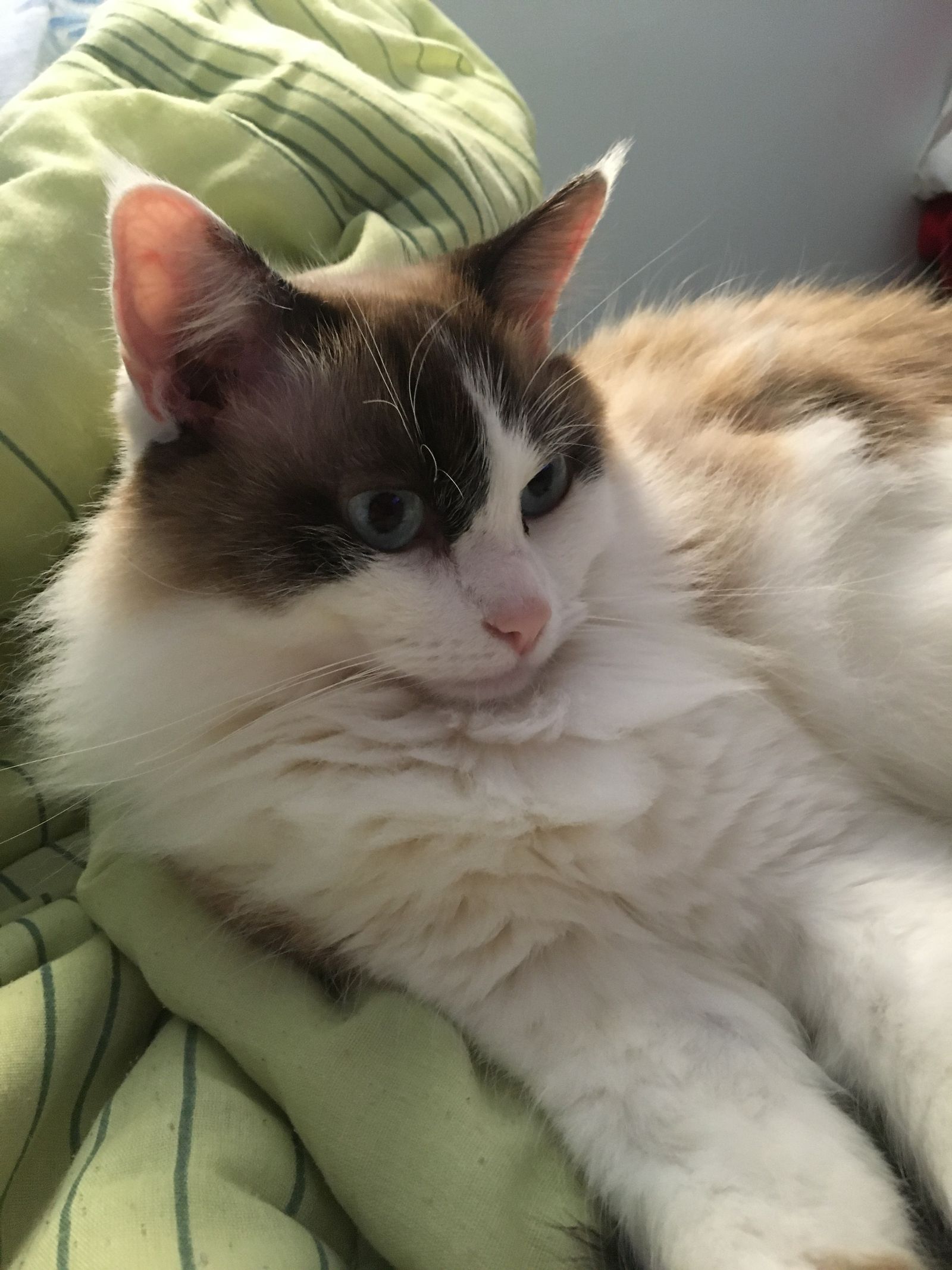 Felinoavocato