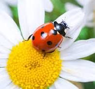 little ladybug