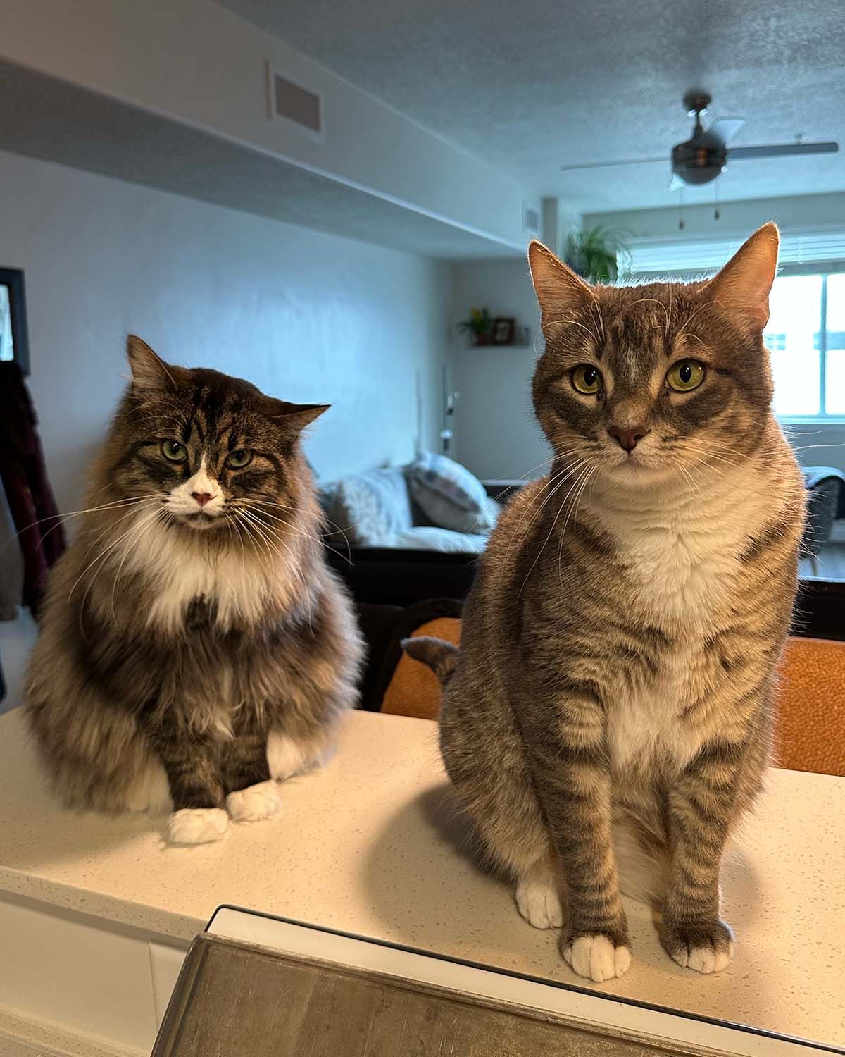 Illustrate two tabby cats as  powerful Magic the Gathering creatures, flying in the air with black wings and halos of fire, make the backgro...