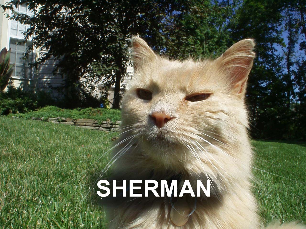 Mr_Sherman