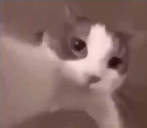 Tuyeem the cat lover