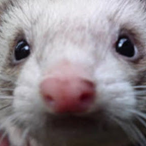 Nosiferret