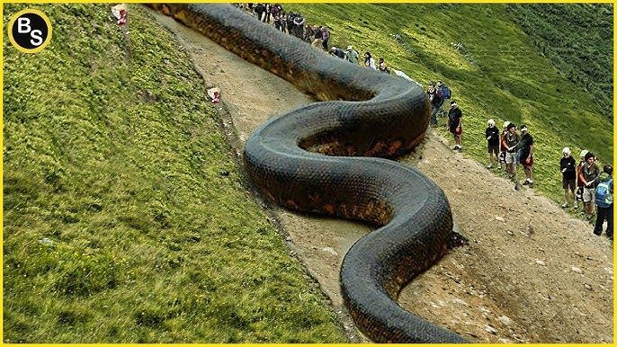 SCP-8000 is a gigantic, serpentine entity resembling a harbor seal (Phoca vitulina) residing within Site-322. The exact length of SCP-8000 i...