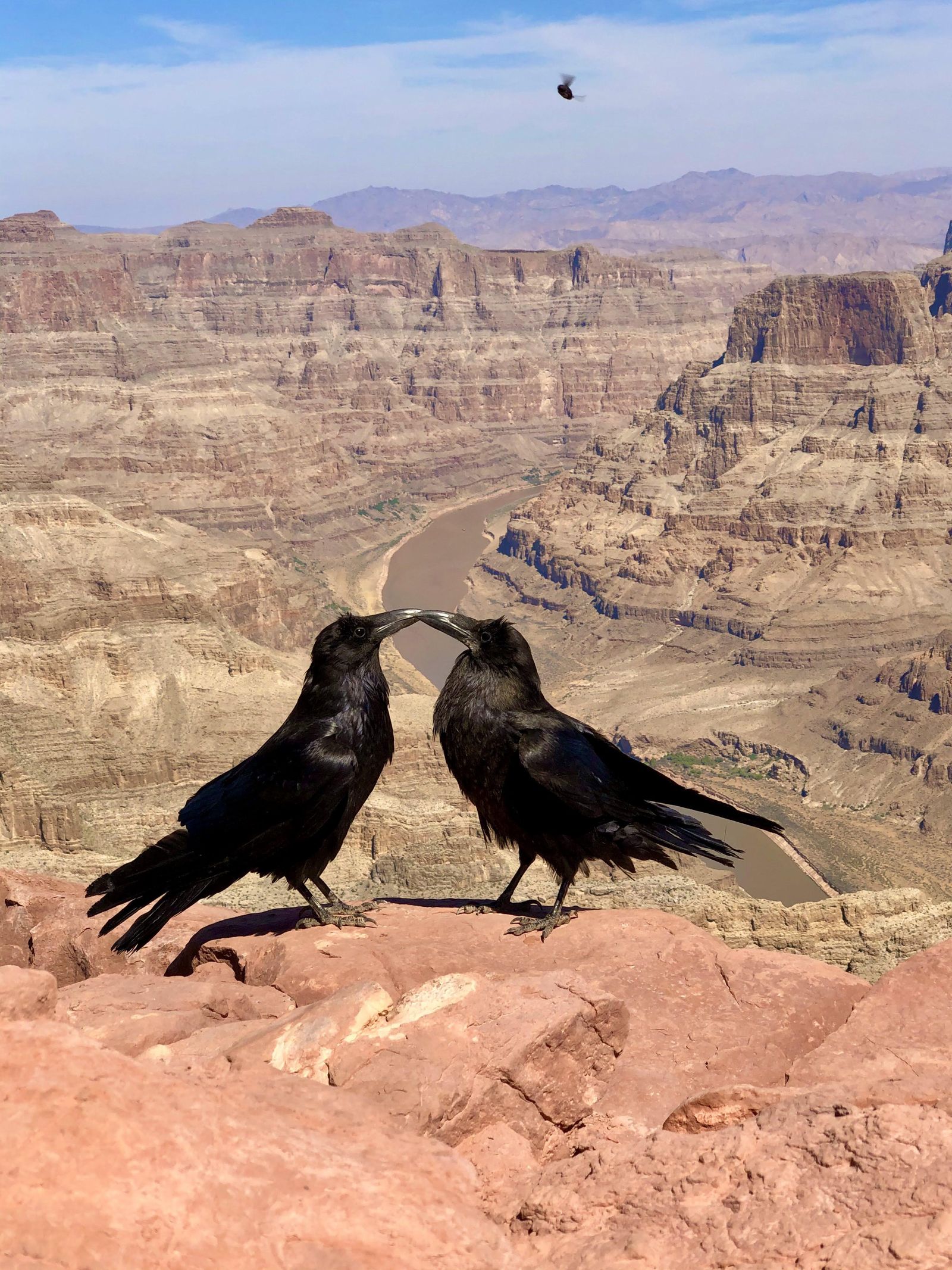 PokyCorvid