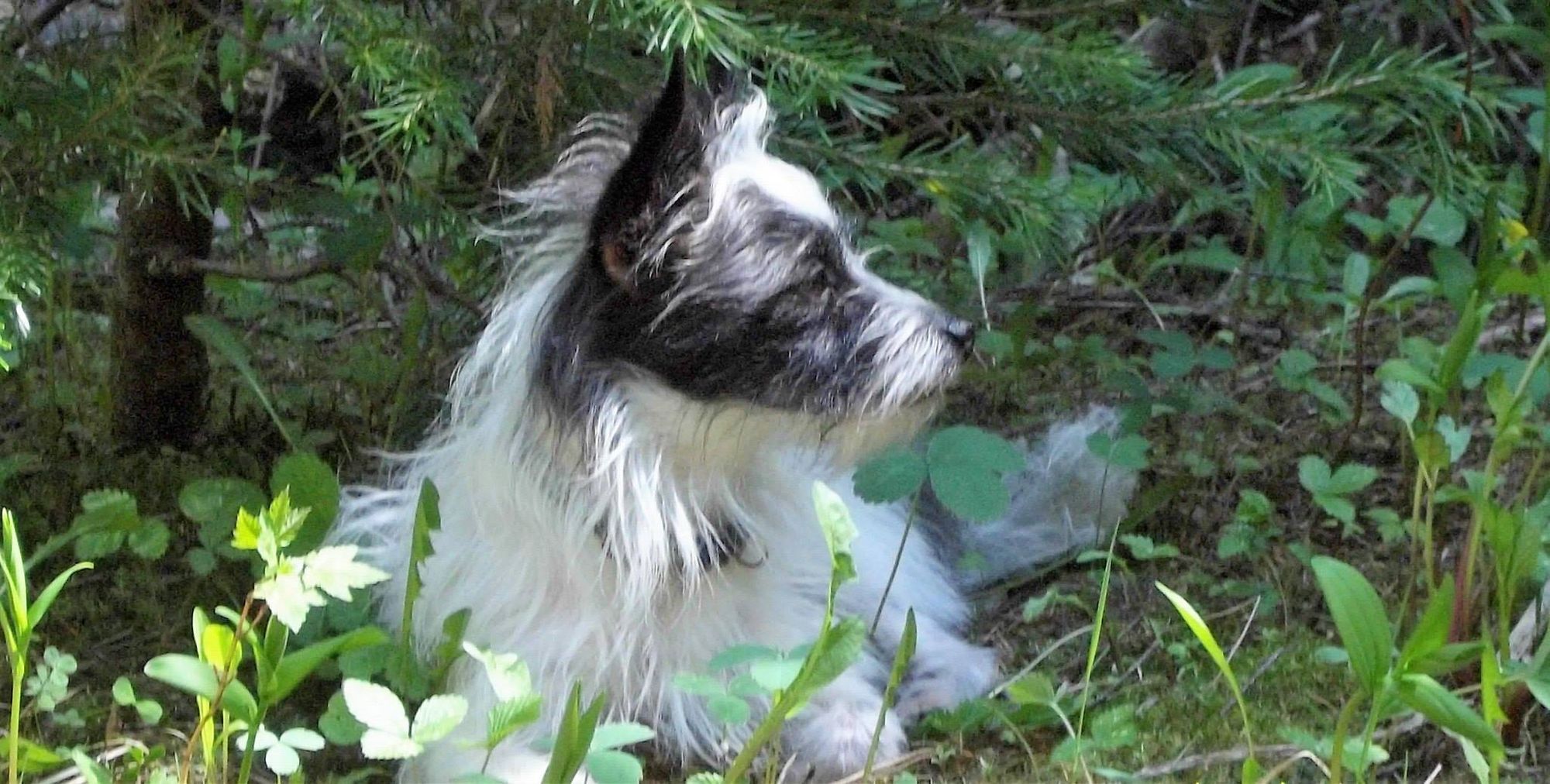 <lora:CNEWBY BW Photo:1.0> A lone figure stands atop a windswept peak, gazing out at a vast expanse of rolling hills and verdant valleys. Th...