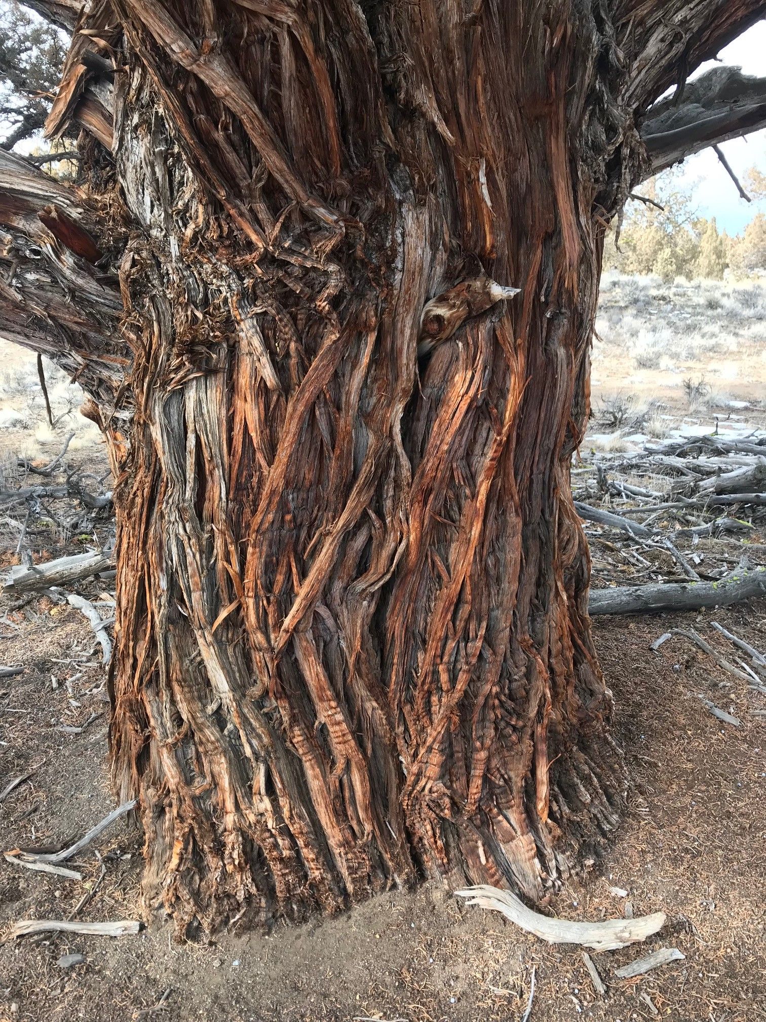 Seedblowinginthewind