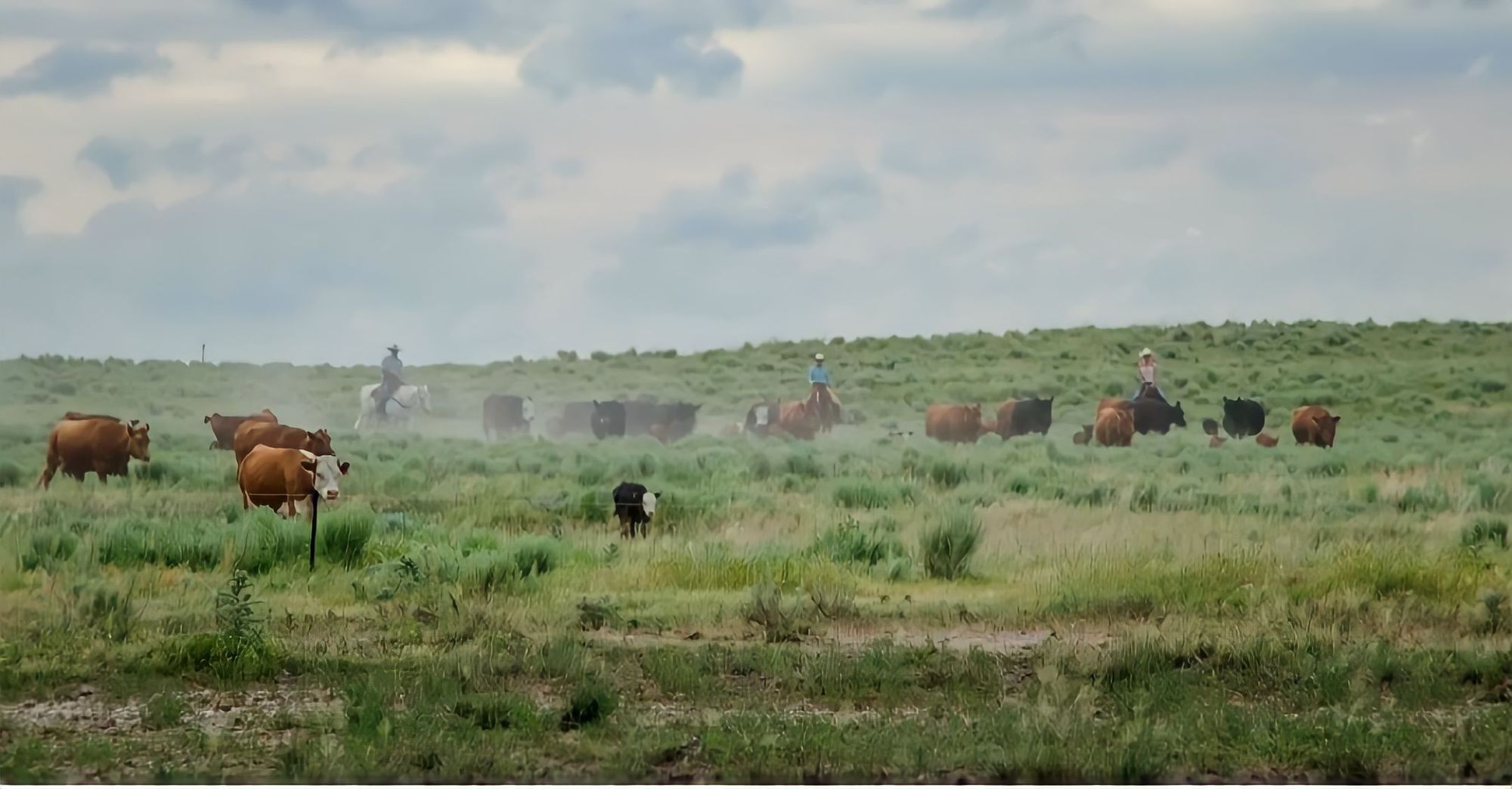 A single dusty cowboy, Herd of cows and buffalos on a hilly green plain, dust envelopes the single cowboy in the distance herding.