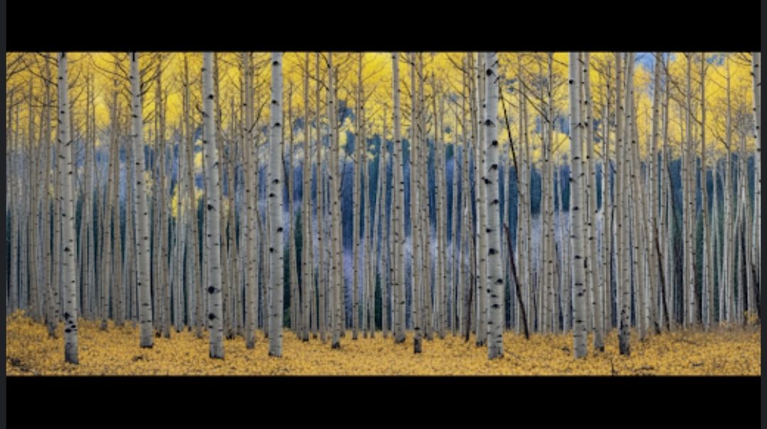 This image presents a stunning, detailed photograph of a dense aspen grove, captured in what appears to be peak autumn. The composition is a...