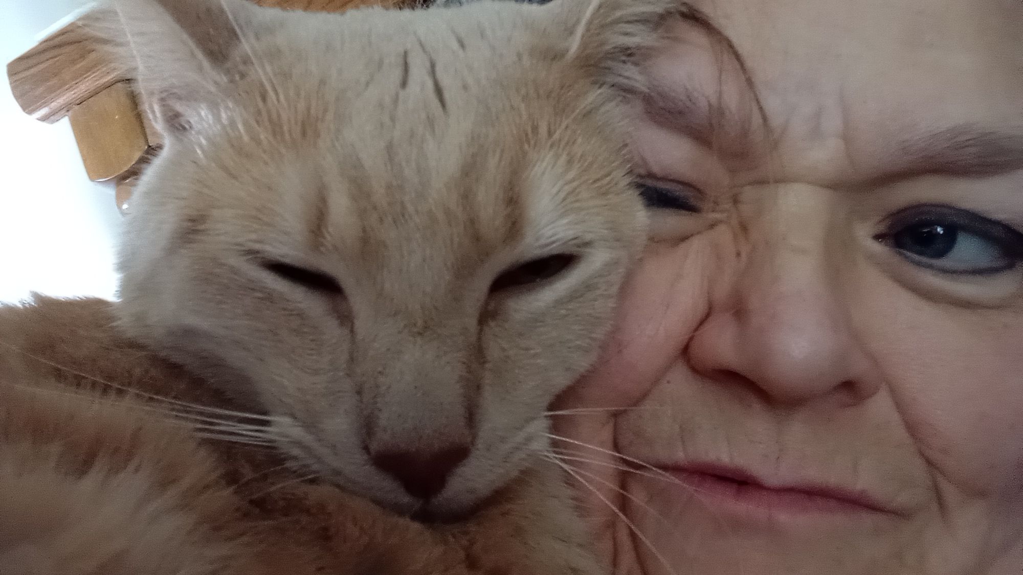 A close up of A blonde cat's face and a woman's face next to each other. Professional photography, on a background of fluffy light purple cl...