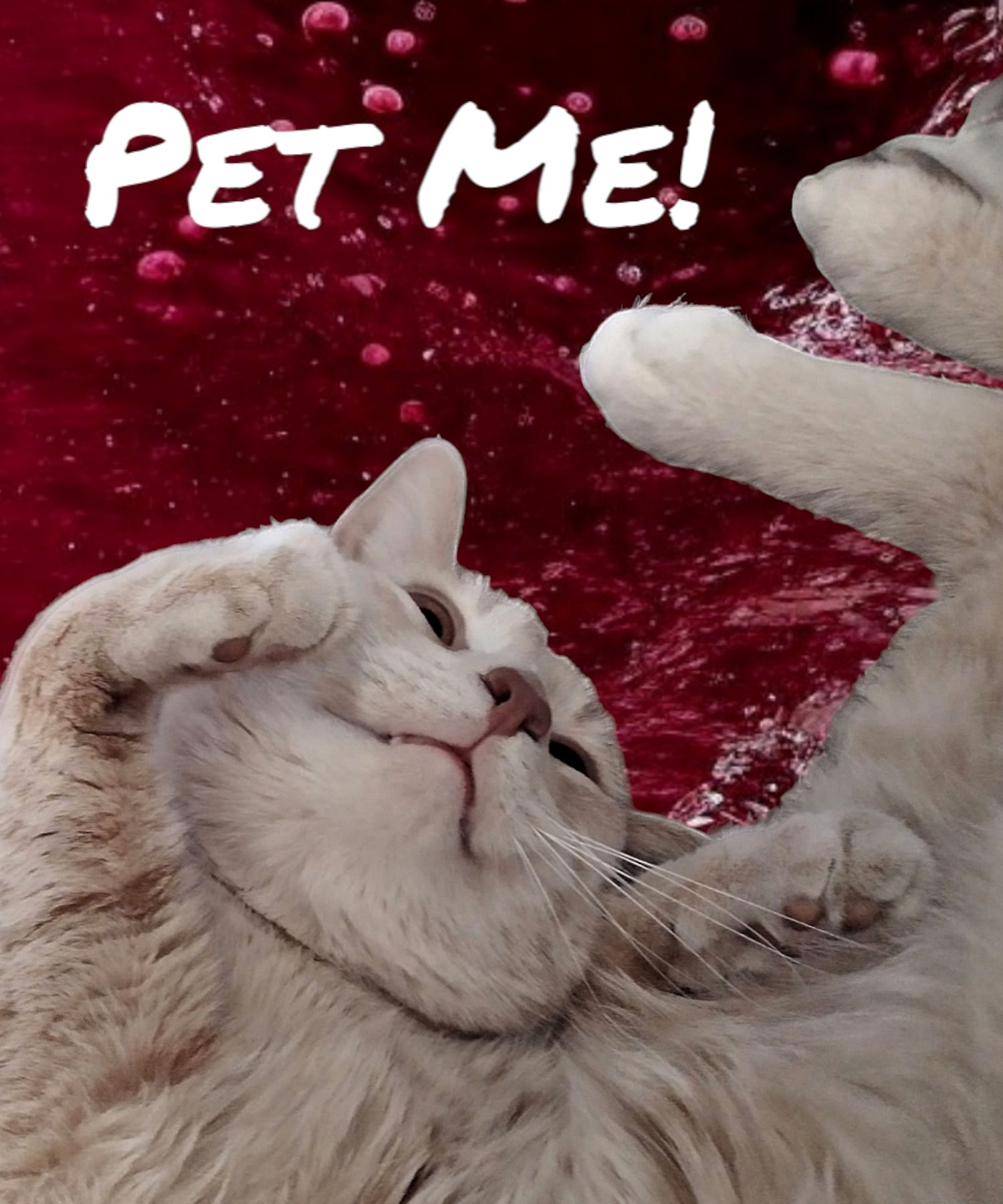 Smiling happy Blonde cat with dark brown eyes, laying on his back, posing cutely, with words (PET ME). Intricately detailed, sharp focus, br...