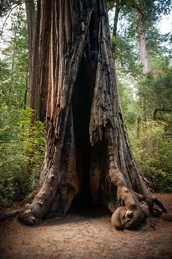 Sequoia Sempervirens