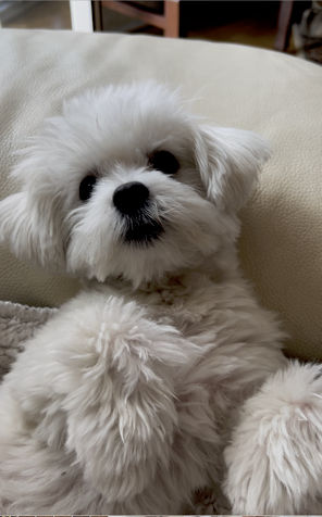 A close-up portrait of this dog's face in a mosaic collage style. The dog is facing forward symmetrically with her brown eyes being the most...