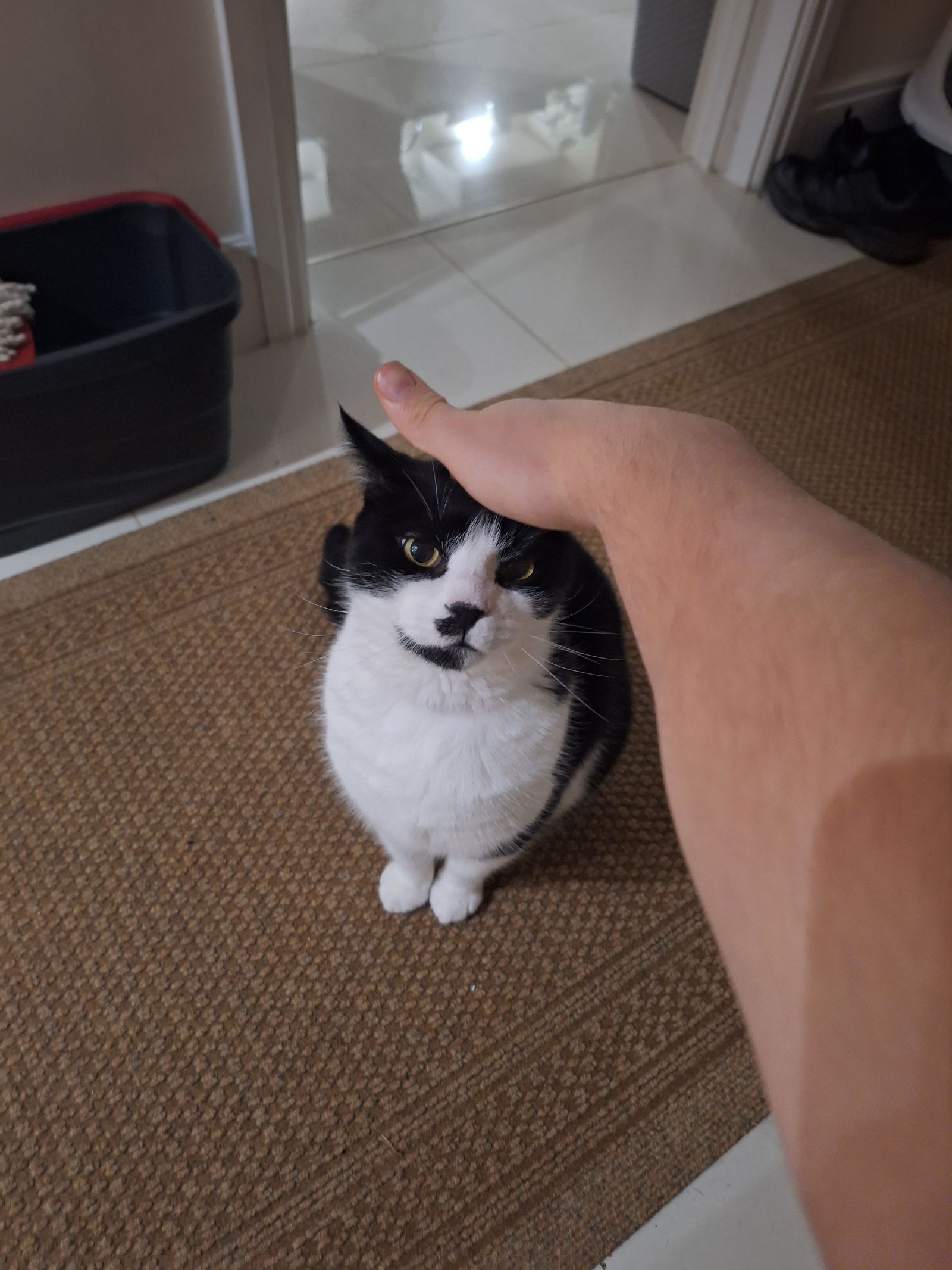 Sol Invictus Dominicus