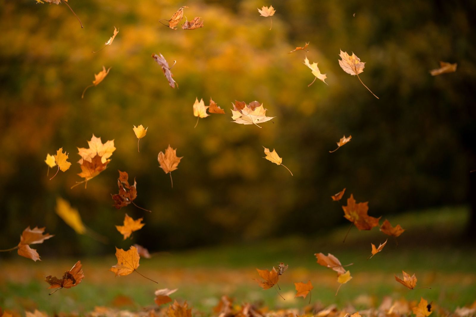 Falling Leaves