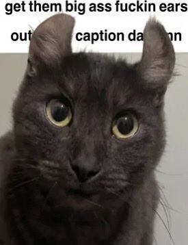 FunnyWarriorCatsDude