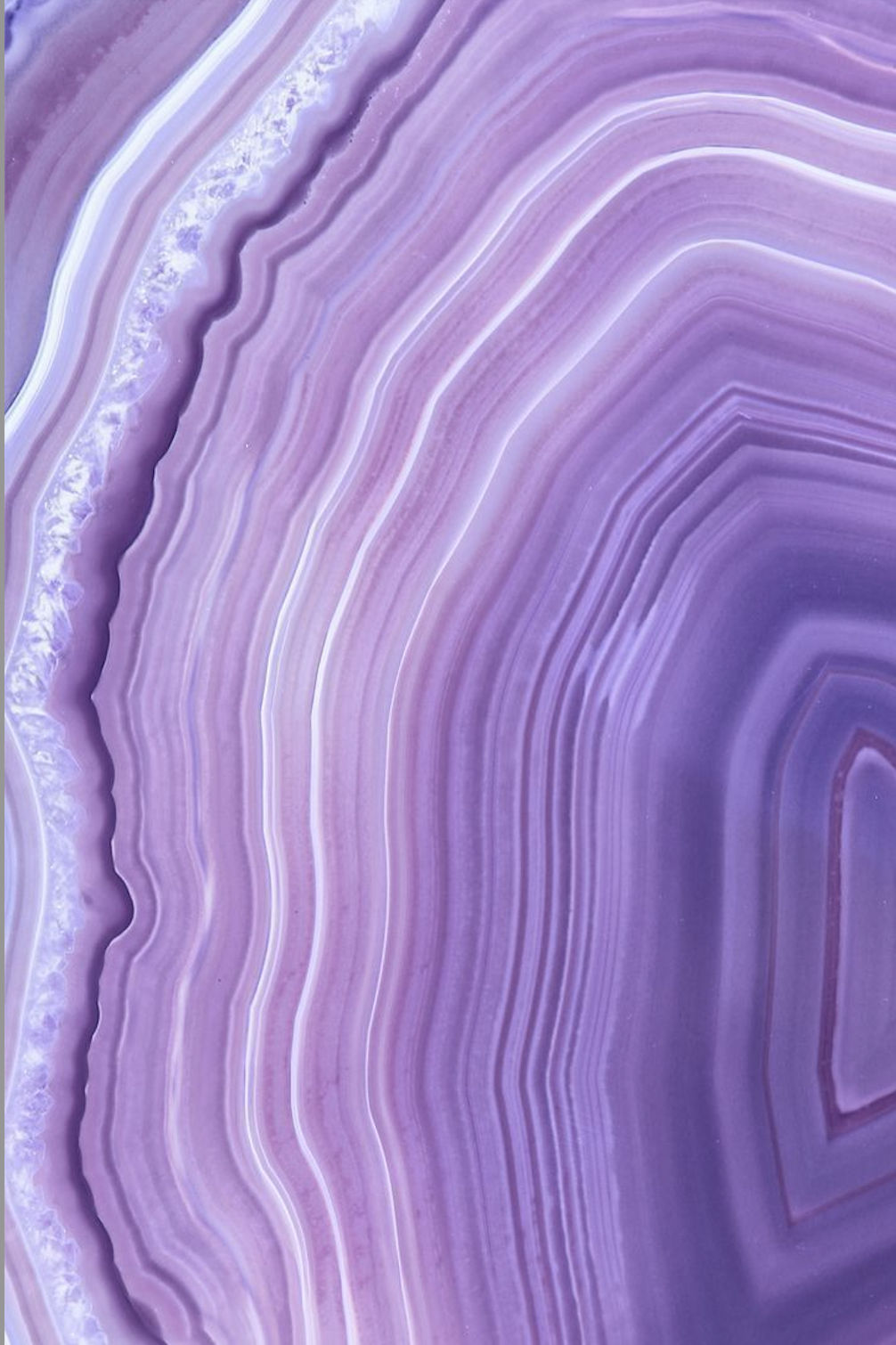 L A V E N D E R   N I G H T S