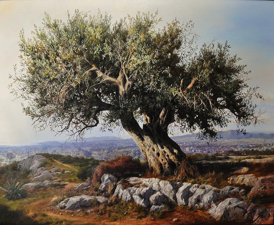 Olive tree 