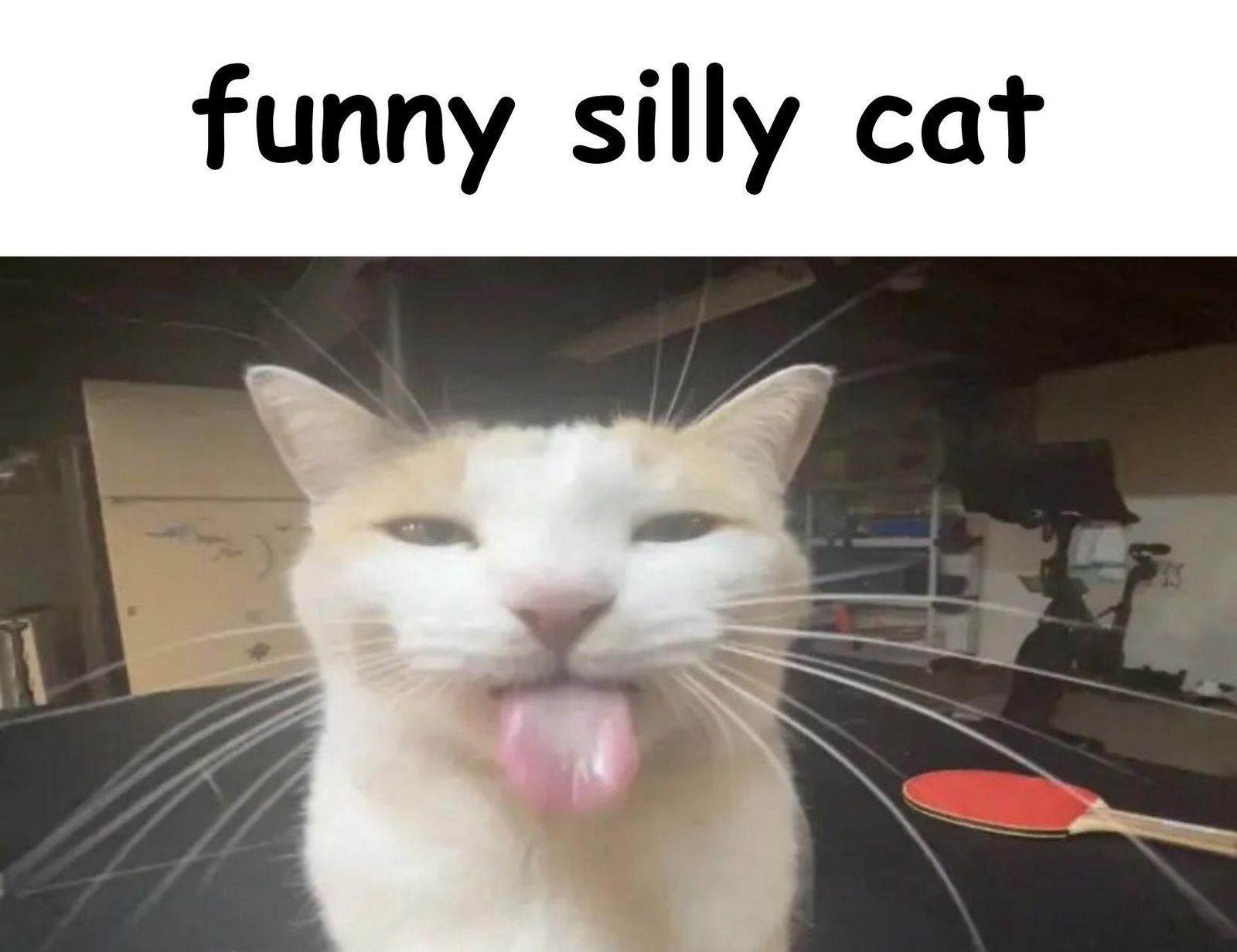 funni cat