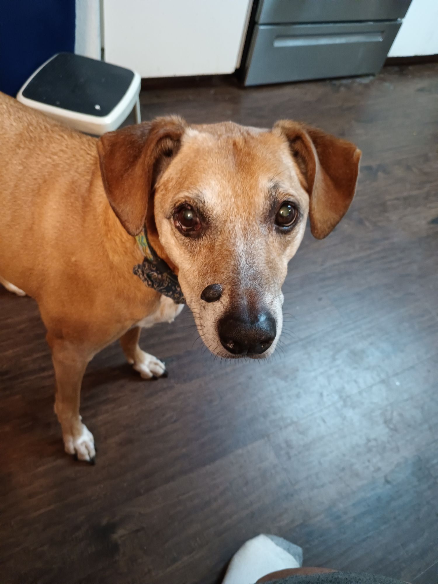 Space Dog Wants Snacks!