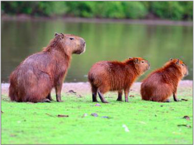 I love Capybara