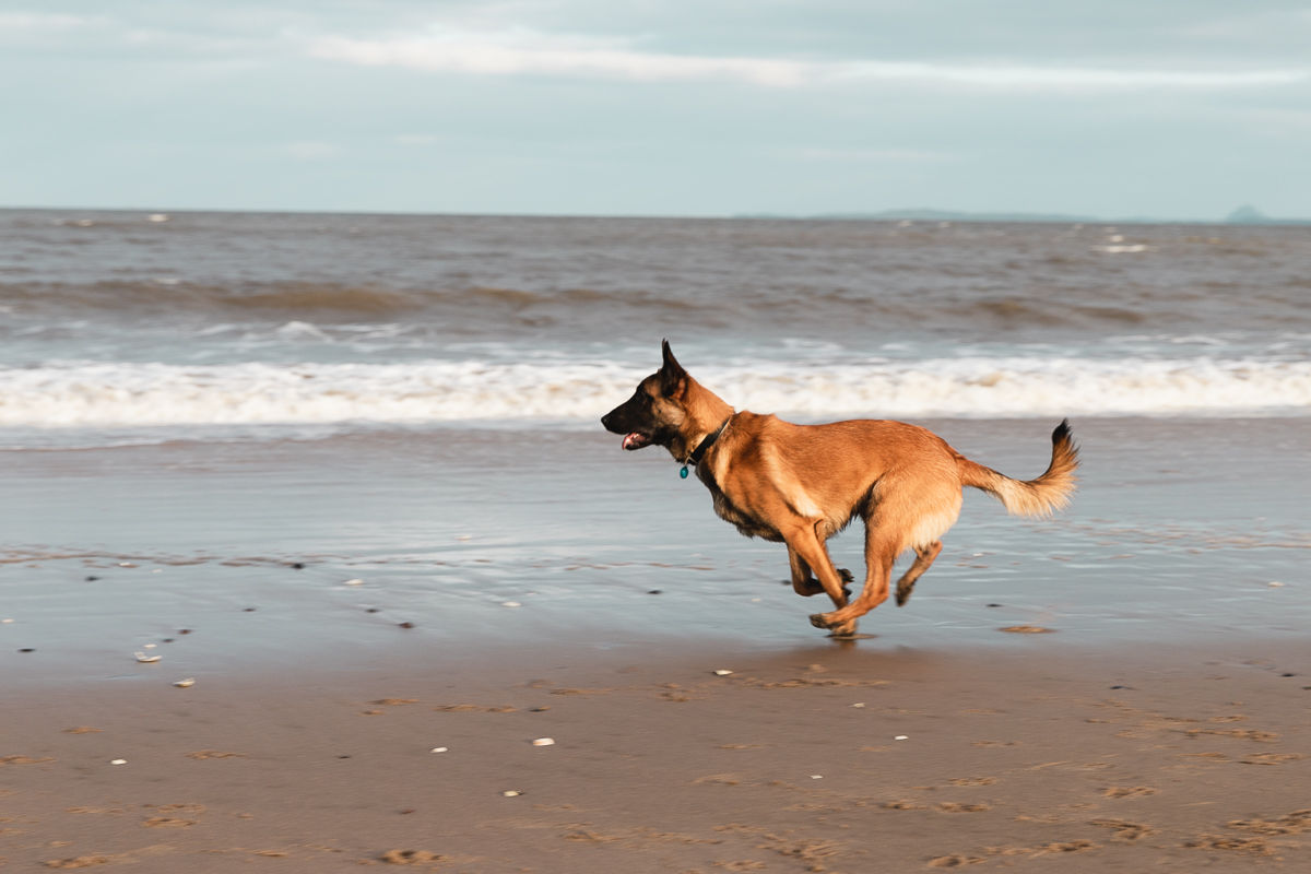 A light brown dog, likely a Belgian Malinois, runs playfully along a sandy beach beside gentle waves. Its ears are perked up, and it appears...