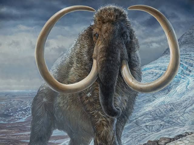 a wooly mammoth
