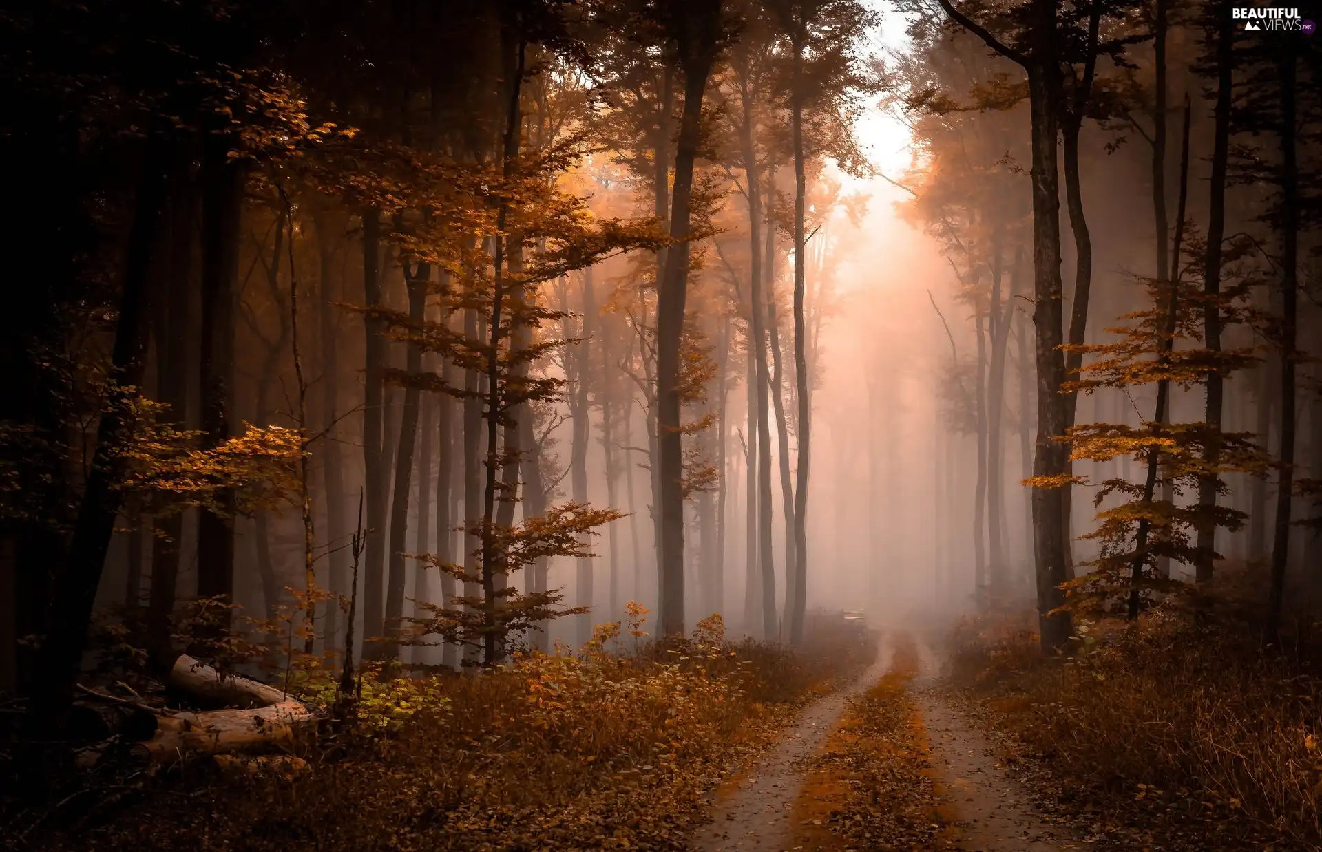 Foggy Forests! a traveler walking through an enchanted cold damp forest where fog glows with soft light with the quiet mystery of trees wrap...
