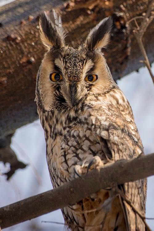 long-eared owl sitting on a tree branch