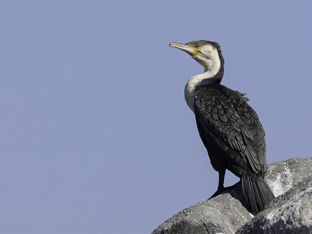 Image uploaded by user