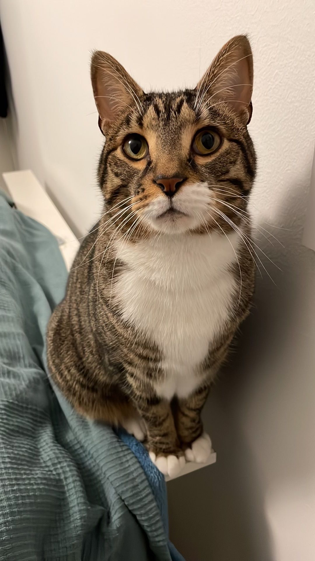 Realistic potrait of the cat from the image prompt in an old fashioned tuxedo with ruffles, wearing a monocle on one eye