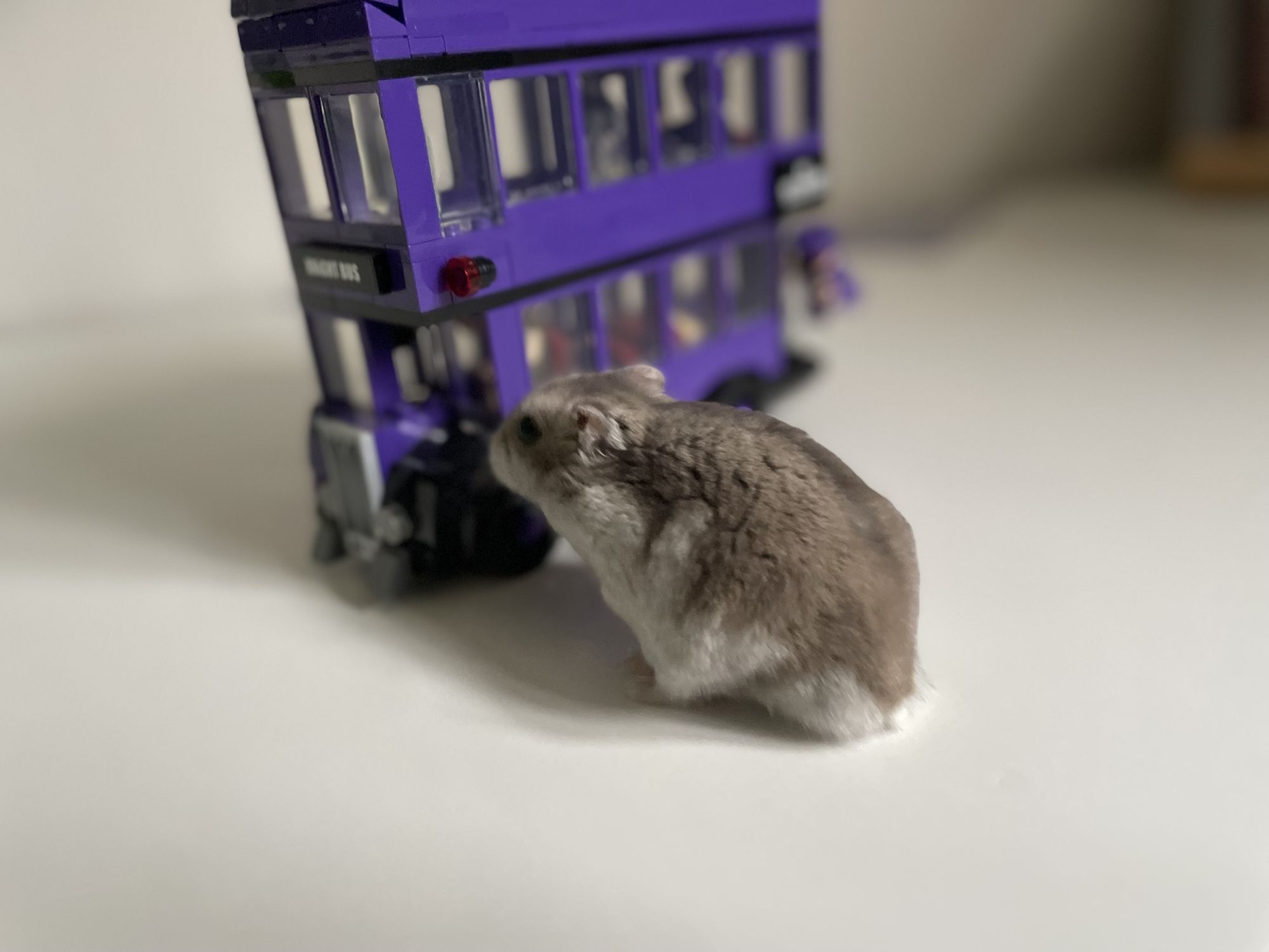 a gray and white hamster (which is about to get on the night bus), (the purple night bus from Harry potter)