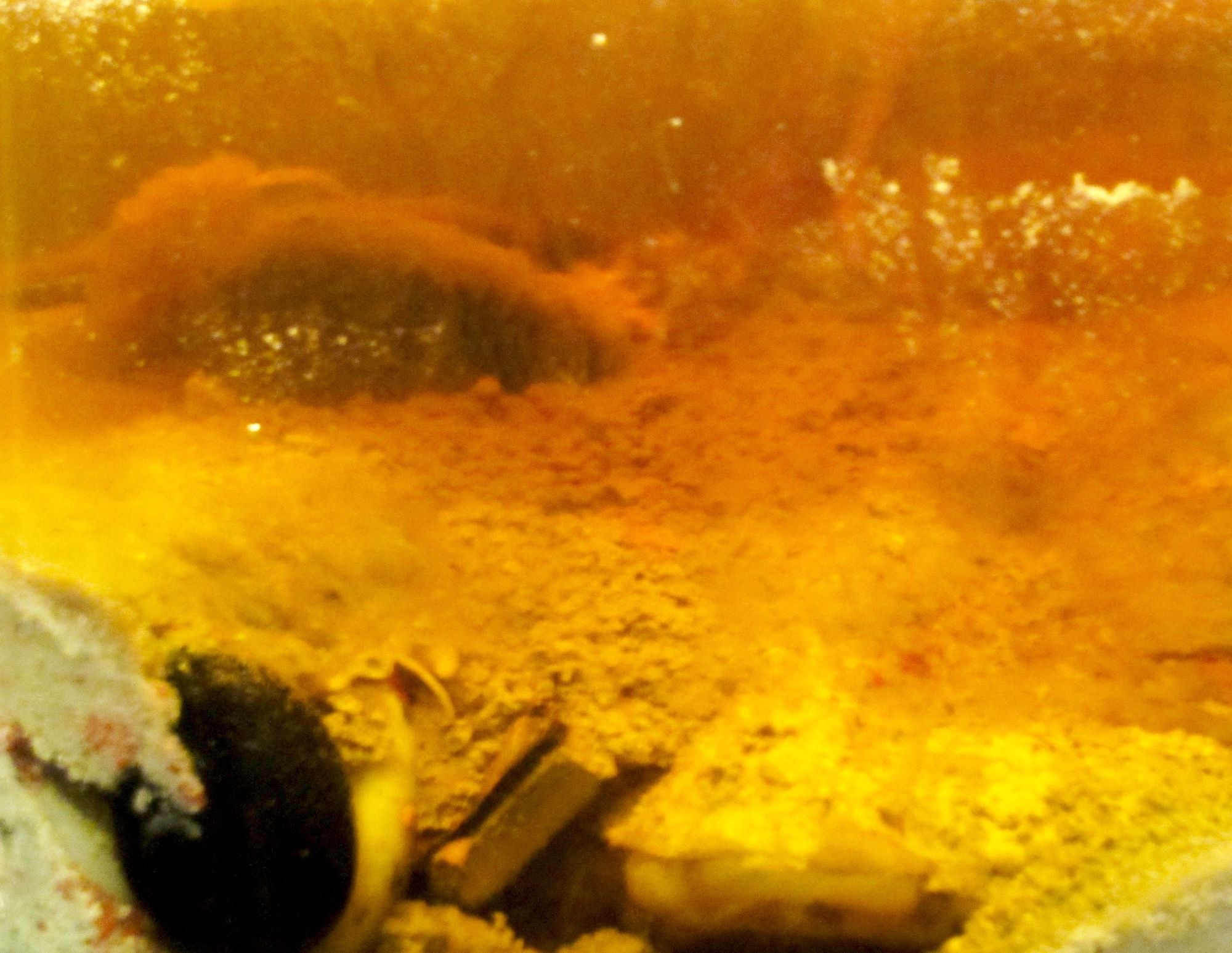 An underwater seafloor image of a precambrian lifeless pond full of sulfur and oozing stench. In the style of macroscopic photography