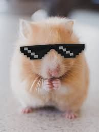 One_cool_hamster