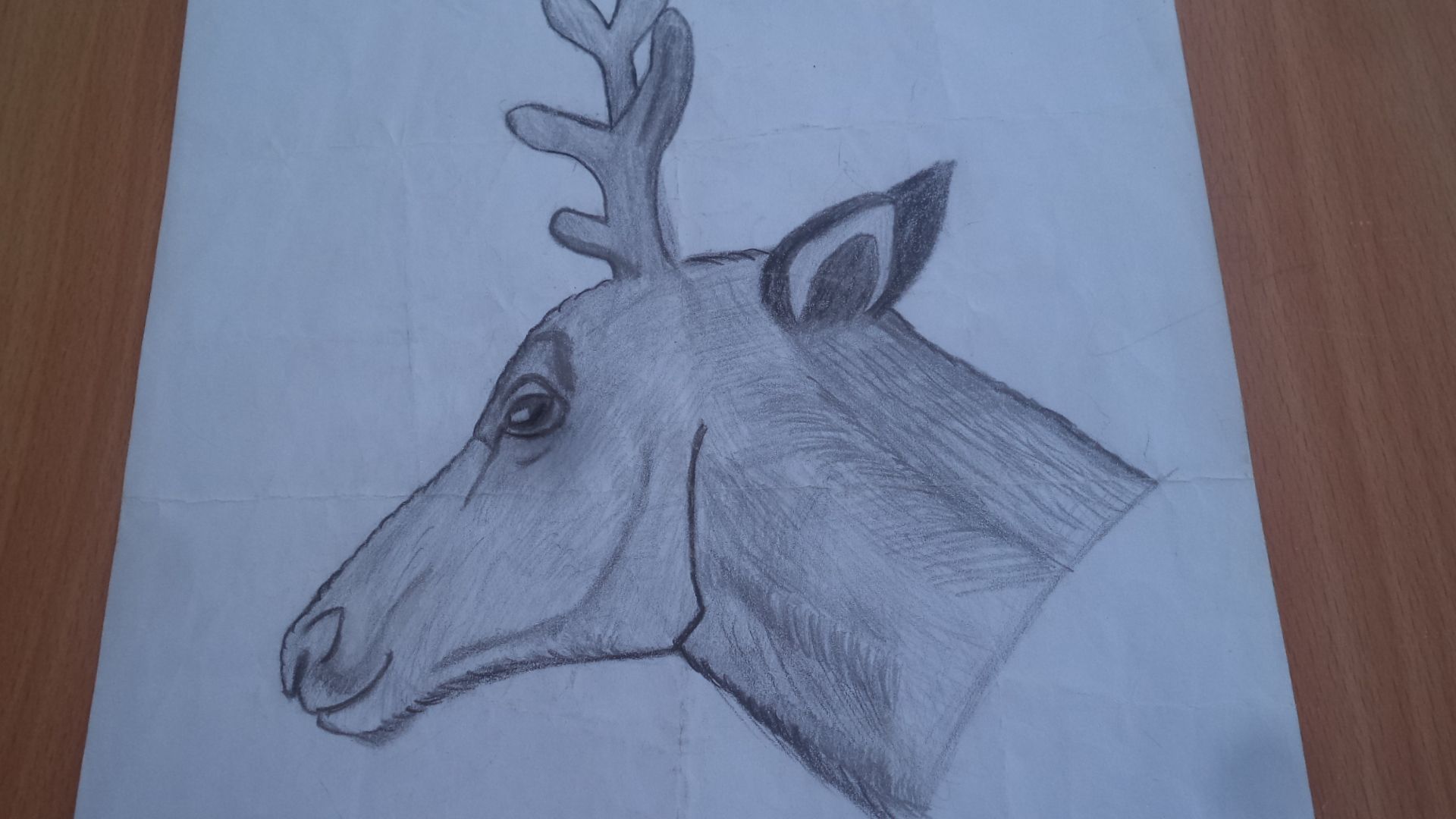 Deer head