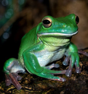 FrogArt