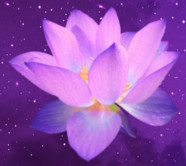 purple lotus...