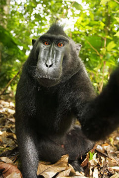 Diego The Monkey