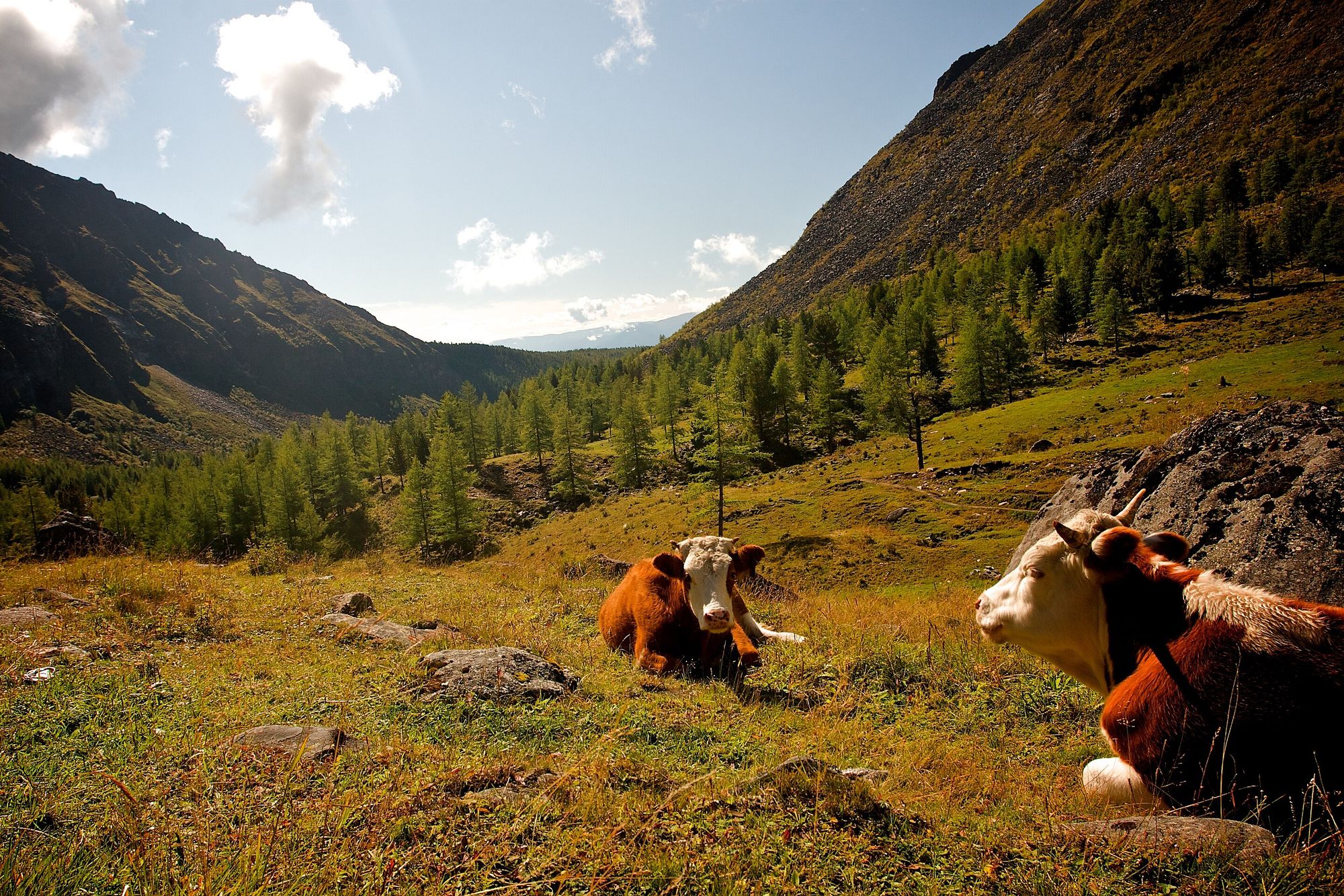 Amazing day, sayan mountains, beautiful cows 