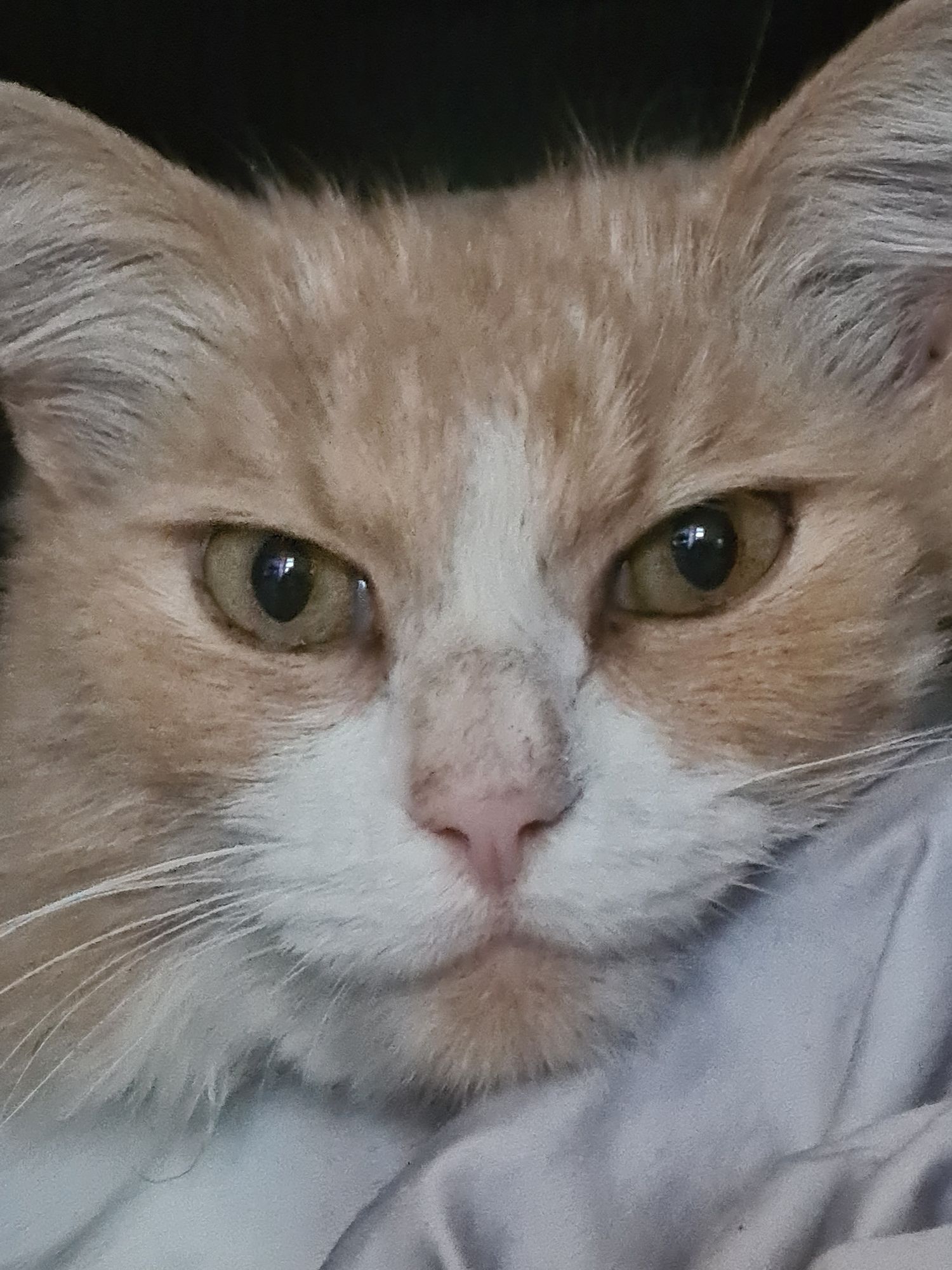 Image uploaded by user