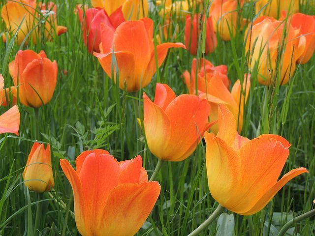 Orange Tulip Flowers 